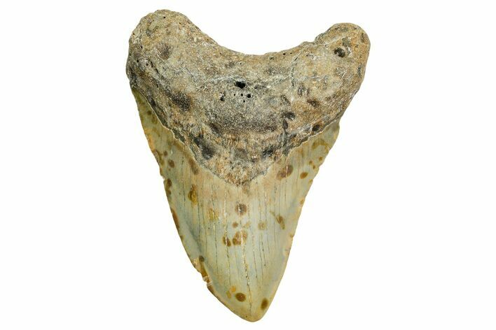 Fossil Megalodon Tooth - North Carolina #361721